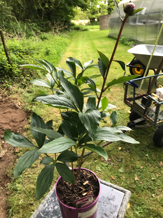 Paeonia 'Sarah Bernhardt'