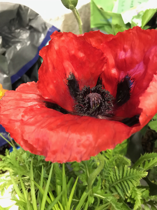 Papaver orientale 'Brilliant'