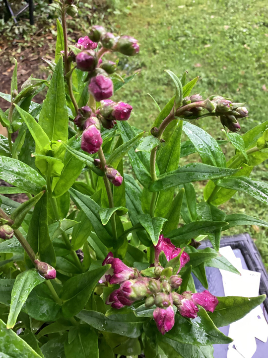 Penstemon 'Polaris Purple'