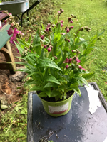 Penstemon 'Polaris Purple'