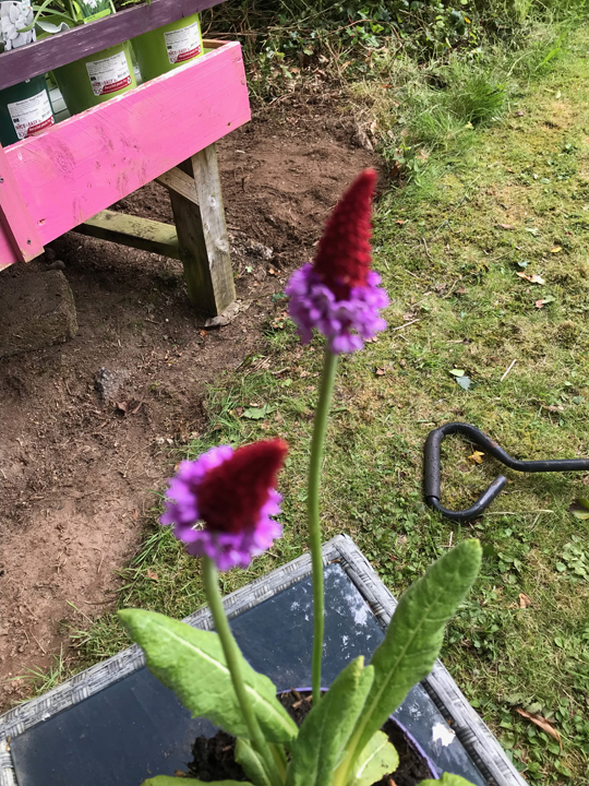 Primula vialii