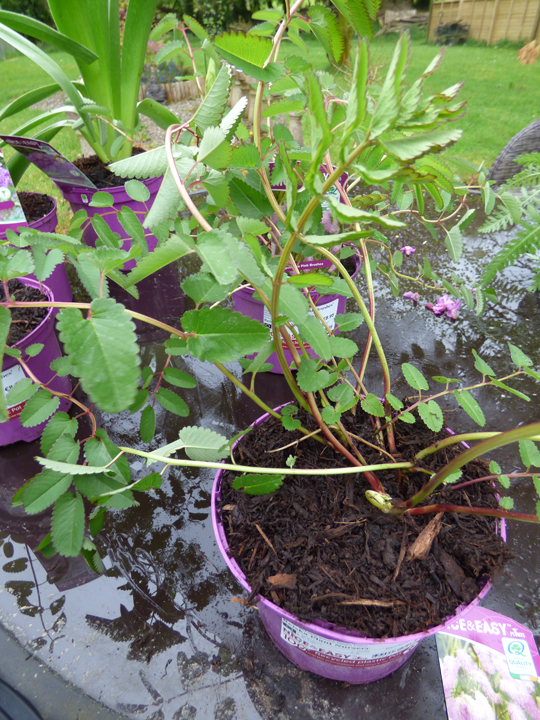 Sanguisorba 'Pink Brushes'