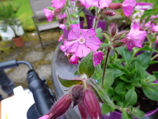 Silene 'Rollies Favourite'