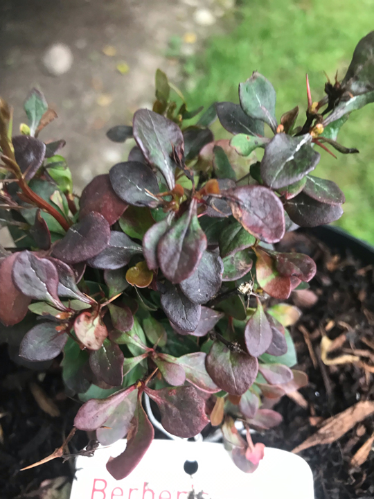 Berberis thunbergii atropurpurea 'Bagatelle'