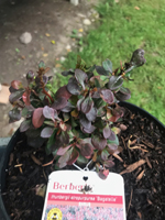 Berberis thunbergii atropurpurea 'Bagatelle'