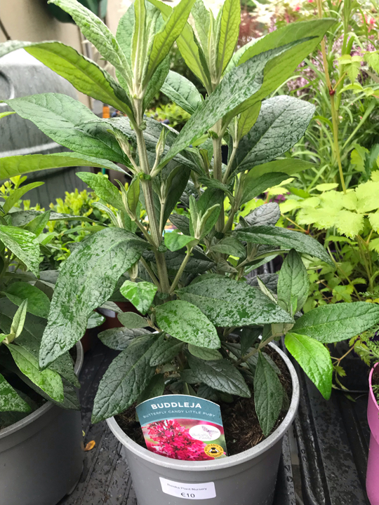 Buddleja davidii 'Butterfly Candy Little Ruby'