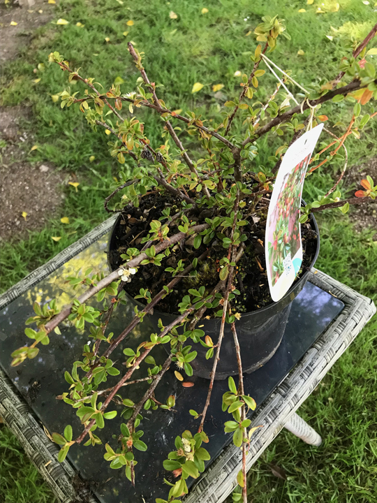 Cotoneaster suecicus 'Royal Beauty'