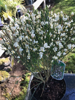 Cytisus praecox 'Albus'