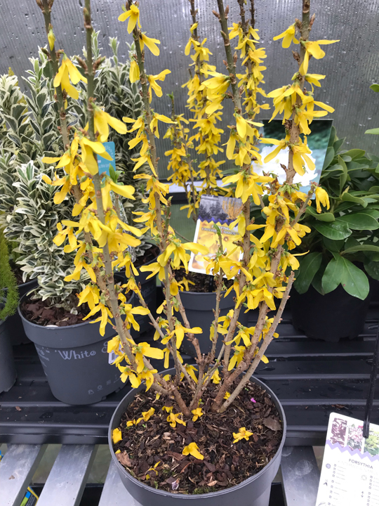 Forsythia x intermedia 'Nimbus; PBR