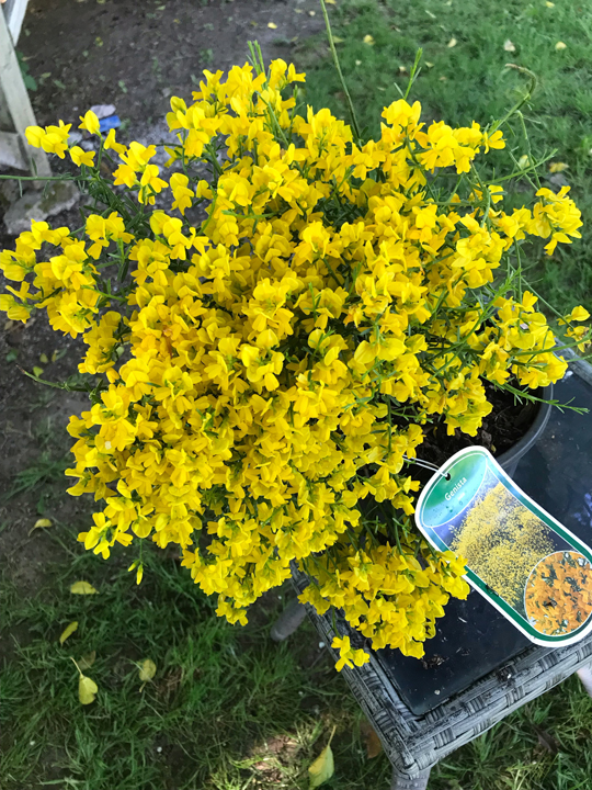 Genista 'Lydia'