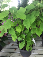 Hydrangea 'Annabelle'