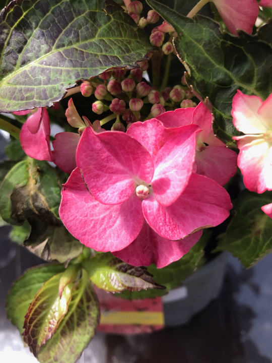 Hydrangea macrophylla 'Fasan'