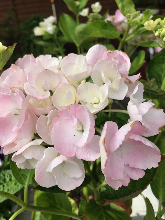 Hydrangea macrophylla 'Frillibet'