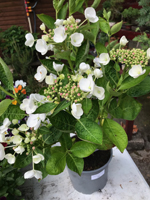 Hydrangea macrophylla 'Libelle'