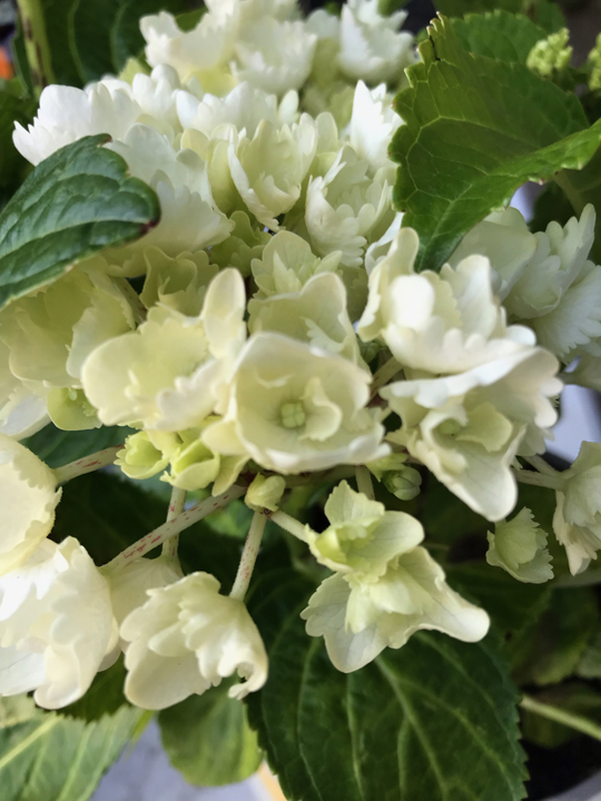 Hydrangea macrophylla 'Schneeball'