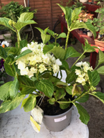 Hydrangea macrophylla 'Schneedball'