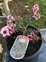 Leptospermum 'Kea'