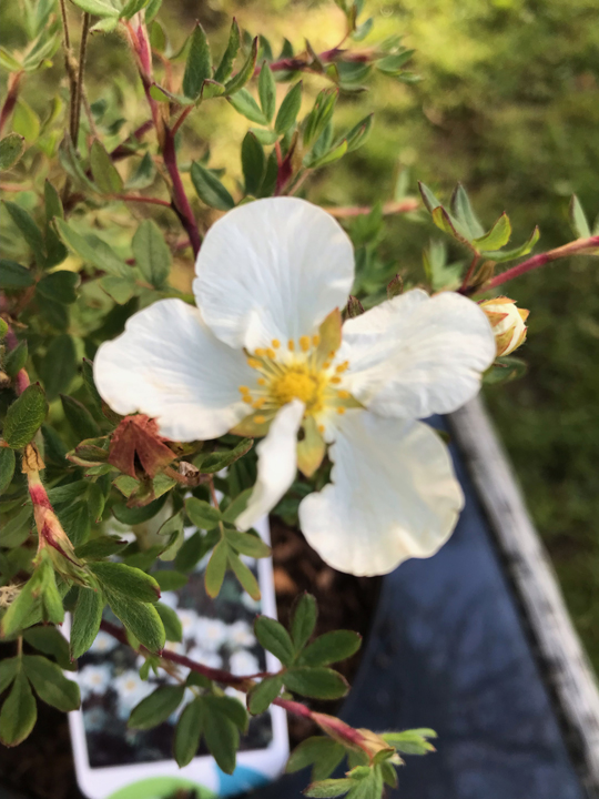 Potentilla fruticosa 'Abbotswood'