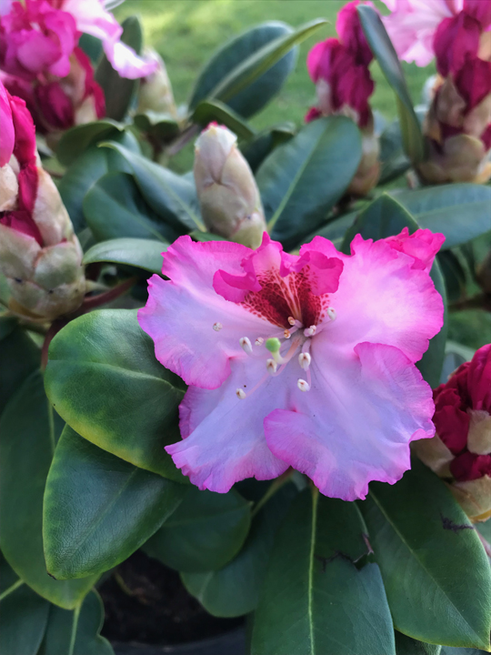 Rhododendron 'Bohikens Kronjewel'