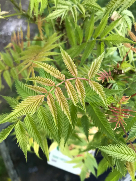 Sorbaria sorbifolia