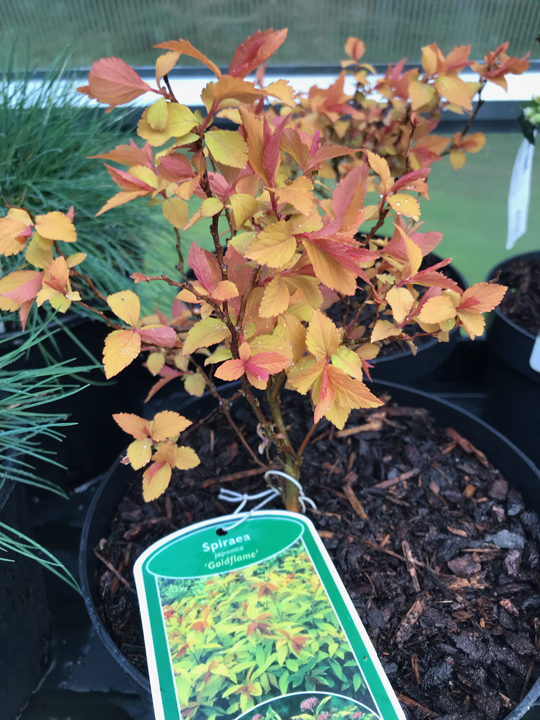 Spiraea japonica 'Goldflame'