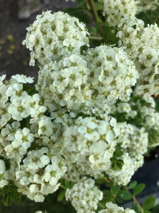 Spiraea japponica 'June Bride'