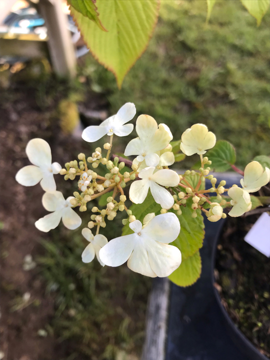 Viburnum plicatum 'St Keverne'