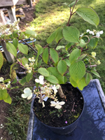 Viburnum plicatum 'St Keverne'