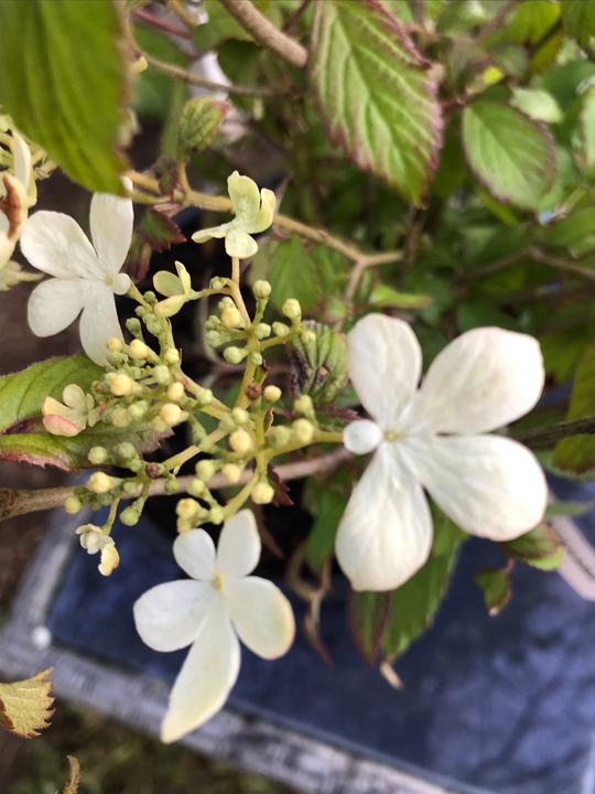 Viburnum plicatum 'Watanabe'