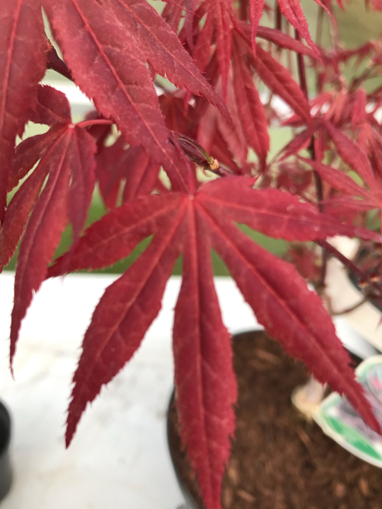 Acer palmatum 'Atropurpureum'