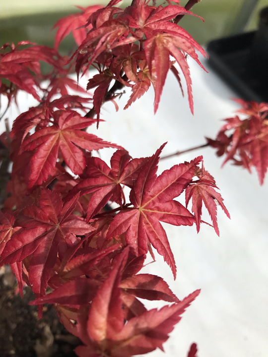 Acer palmatum 'Beni Maiko'