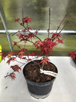 Acer palmatum 'Beni Maiko'