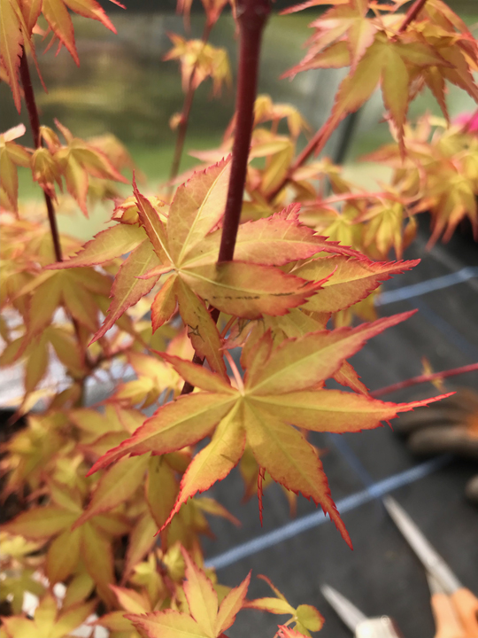 Acer palmatum 'Katsura'