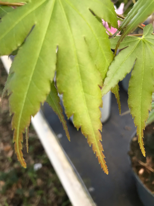 Acer palmatum 'Oridono-nishiki'