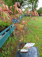 Acer palmatum 'Oridono-Nishiki'