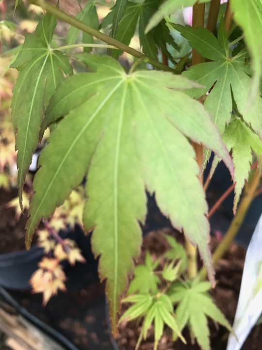 Acer palmatum 'Sango kaku'