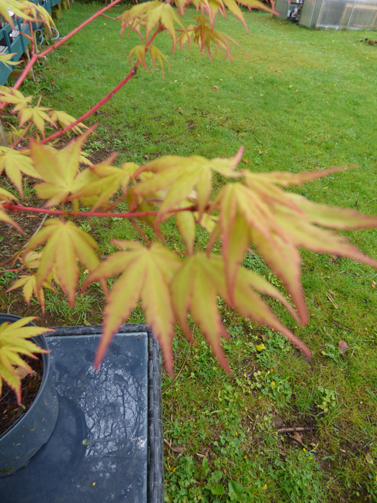 Acer palmatum 'Sangokaku'