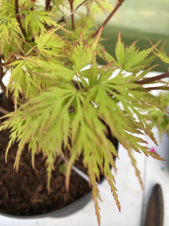 Acer palmatum 'Seiryu'