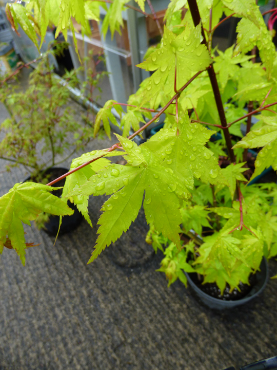 Acer palmatum 'Summer Gold'