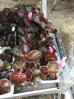 Begonia - bronze leaf (pink)