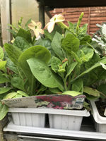 Nicotiana