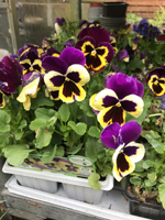 Pansy - purple wing