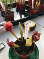 Sarracenia 'Leucophyllia'