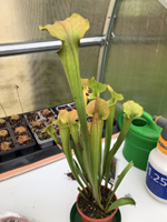 Sarracenia 'Tygo'