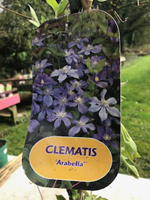 Clematis 'Arabella'