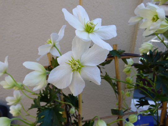 Clematis cartmanii 'Avalanche'