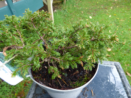 Juniperus communis 'Rependa'