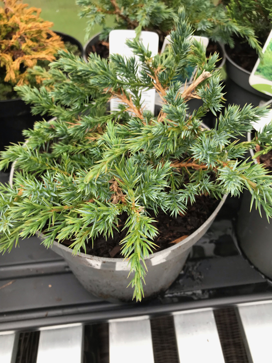 Juniperus squamata 'Blue Carpet'