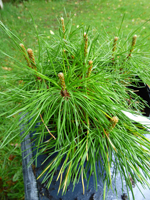Pinus mugo mughus