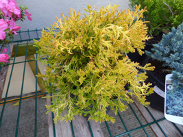 Thuja occidentalis 'Rheingold'